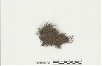 藏品(毛尖卷柏苔)的圖片